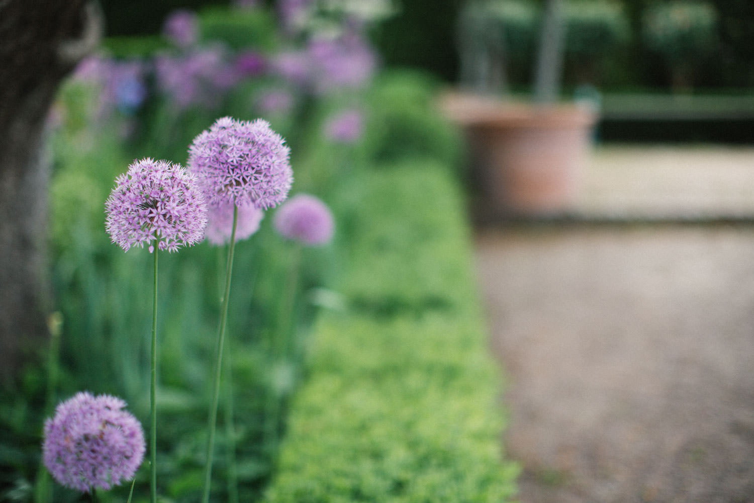 Lila blomma, utomhusbröllop på Sofiero Slott, Skåne.